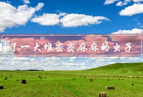 梦到了一大堆密密麻麻的虫子，种类／行为／梦境象征意义
