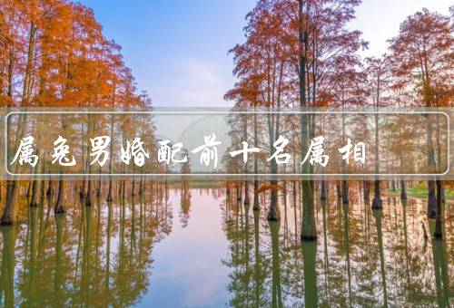 属兔男最佳婚配前十名属相，属鸡女、属猪女、属羊女