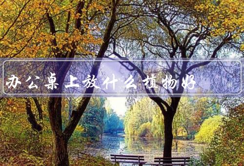 办公桌上放什么植物风水好（办公桌上放什么植物风水好）