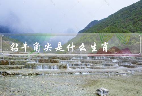 钻牛角尖是什么生肖（特点、生肖、影响）