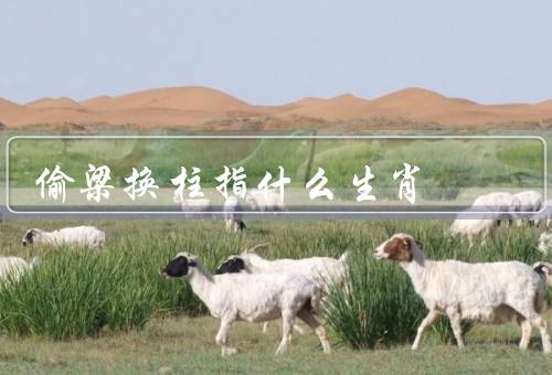 偷梁换柱指什么生肖（鼠、虎、猴）