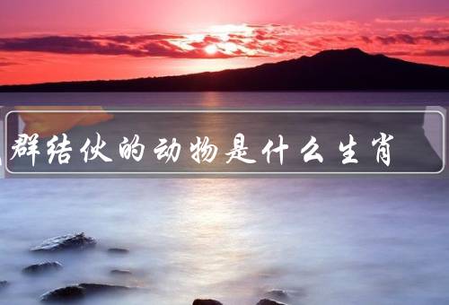 成群结伙的动物是什么生肖，鼠、猴、狗