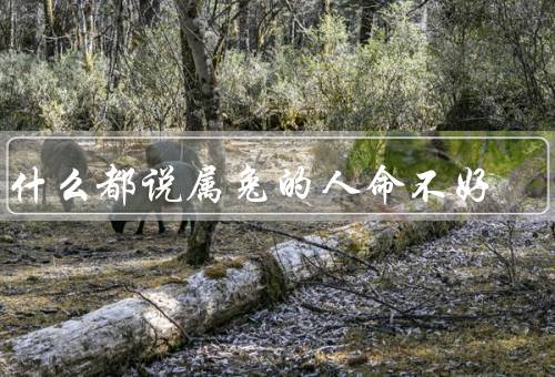 为什么都说属兔的人命不好，命理学的解释／历史上的困境