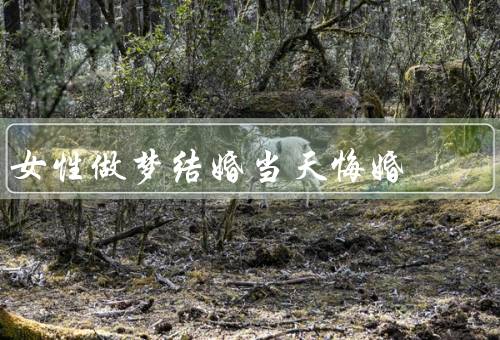 女性做梦结婚当天悔婚，婚姻的压力、自我认同的困惑