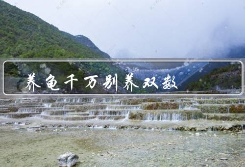 养龟千万别养双数（龟之间的竞争／龟类疾病的传播／照顾的繁琐）