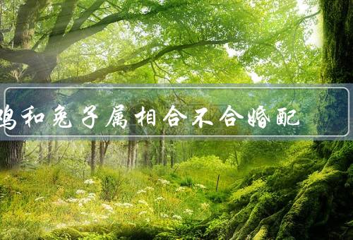 鸡和兔子属相合不合婚配，传统观念、现代看法、科学解释