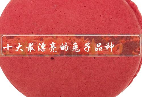 十大最漂亮的兔子品种（垂耳兔／英国垂耳兔／狮子兔）