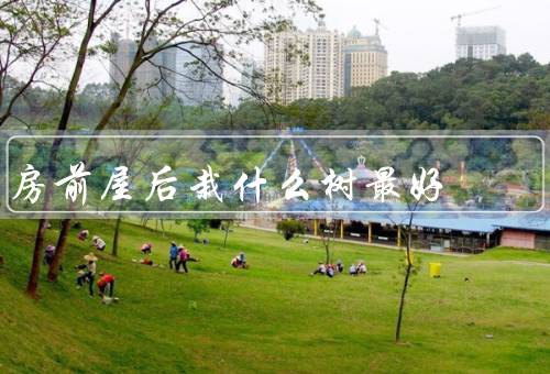 房前屋后栽什么树最好，落叶乔木／常绿乔木／果树