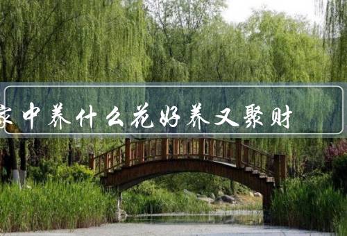 家中养什么花好养又聚财，绿萝／金钱树／文竹