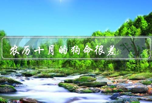 农历十月的狗命很差（厄运／需要注意事项／改运方法）