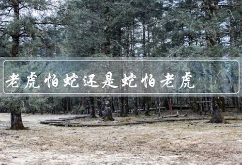 老虎怕蛇还是蛇怕老虎（老虎怕蛇／蛇怕老虎／结论）