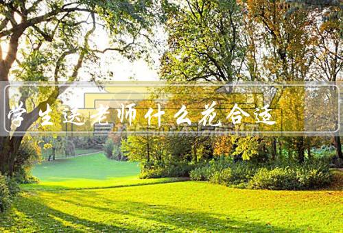 学生送老师什么花合适，百合／康乃馨／绿萝
