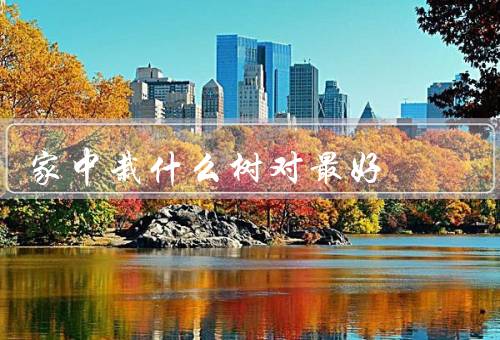 家中栽什么树对风水最好（阳光树木、绿化树木、吉祥树木）