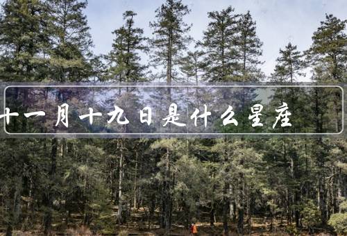 十一月十九日是什么星座，特点／运势／发展建议