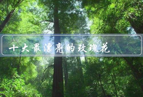 十大最漂亮的玫瑰花（白玫瑰／红玫瑰／粉玫瑰）