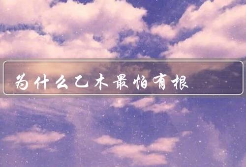 为什么乙木最怕有根