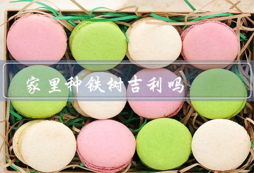 家里种铁树吉利吗，象征意义／养护方法／功效与禁忌