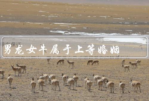 男龙女牛属于上等婚姻（互补的性格特点／共同的价值观）